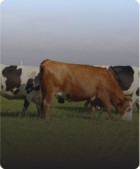 cayir-mera-yetistiriciligi cayir-mera-yetistiriciligi