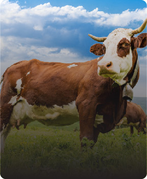 pratik-bilgiler pratik-bilgiler