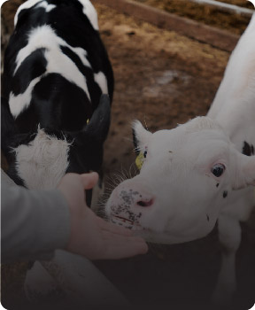 sigirlarin-beslenmesi-ve-bakimi sigirlarin-beslenmesi-ve-bakimi