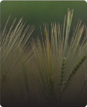 yem-bitkileri yem-bitkileri