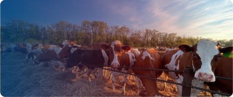 ilcelere-gore-haftalık-h.pazari ilcelere-gore-haftalık-h.pazari